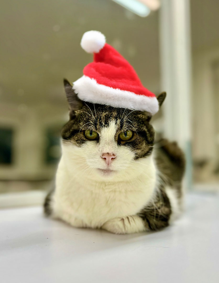 Kot Domiś w czapce Mikołaja